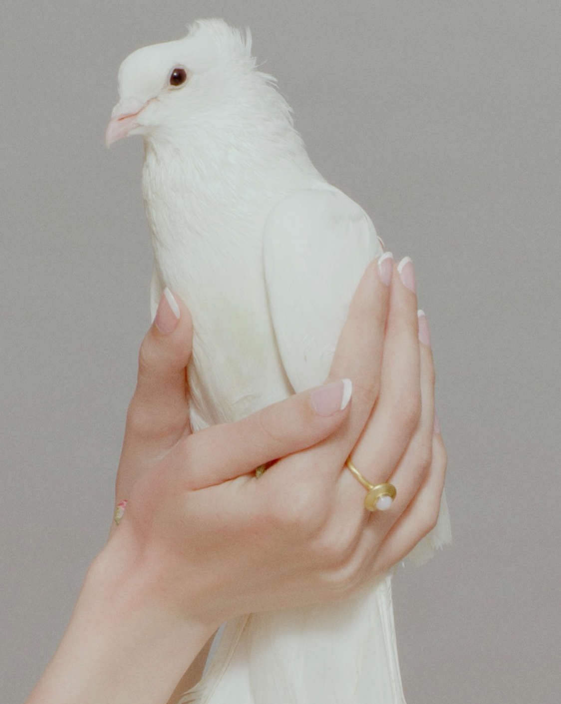 Model holds a white dove and wears gold pod ring